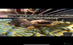 Rat rodents for sale: Male rats  - Image 3