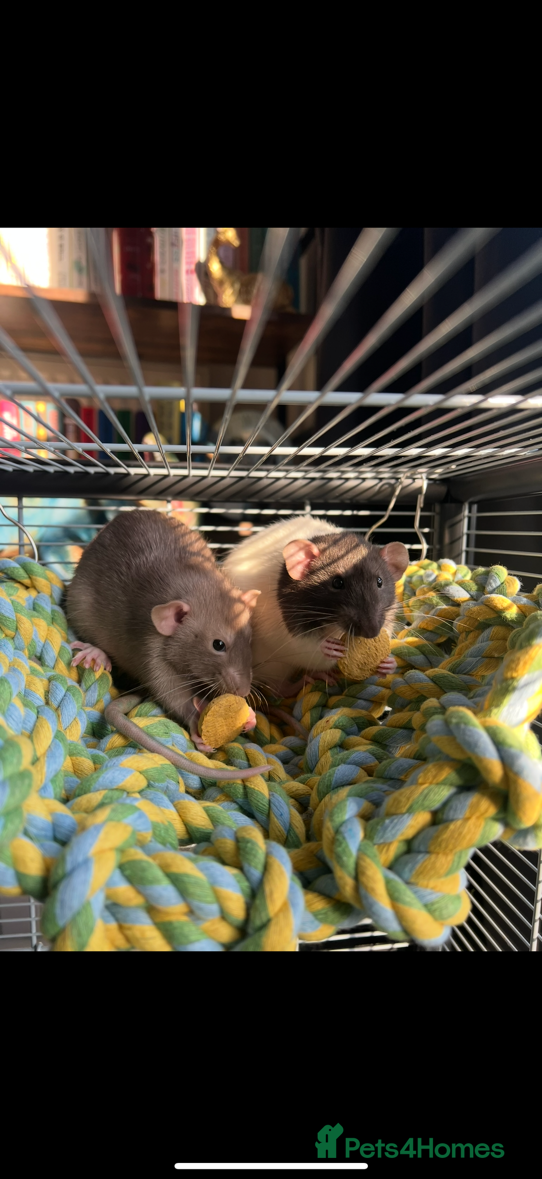 Rat rodents for sale: Male rats  - Image 3