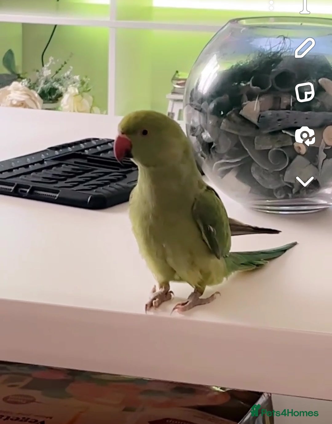 Ringnecks birds for sale: Female Indian ring neck not hand tame  - Advert 1