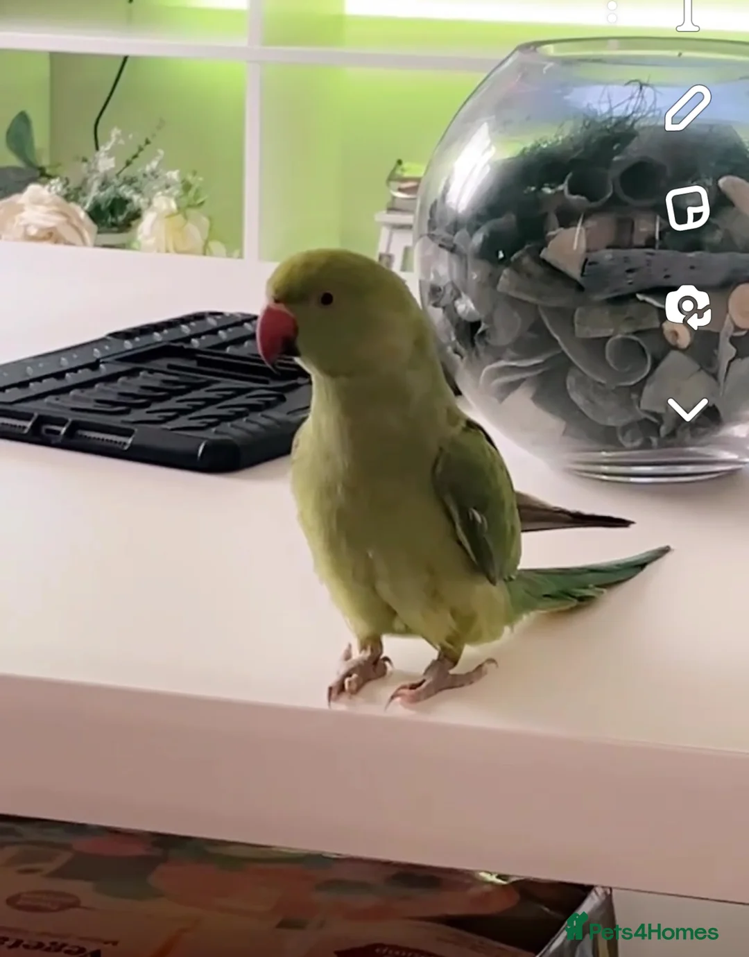 Ringnecks birds for sale: Female Indian ring neck not hand tame  - Advert 1