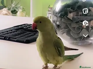 Ringnecks birds Female Indian ring neck not hand tame - Advert 16