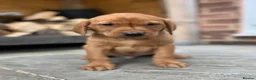 Labrador Retriever dogs for sale: KC FULLY HEALTH TESTED FOX RED LABRADORS  - Advert 5
