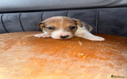 Jack Russell dogs for sale: One boy and one girl Jack Russell left  - Image 12