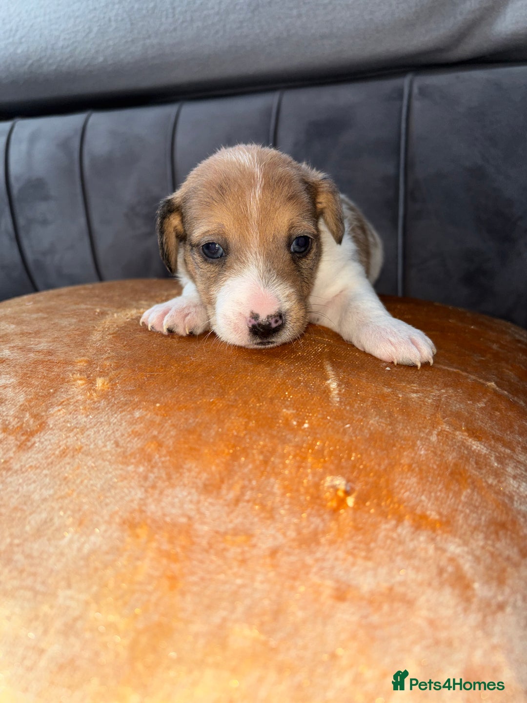 Jack Russell dogs for sale: One boy and one girl Jack Russell left  - Image 12