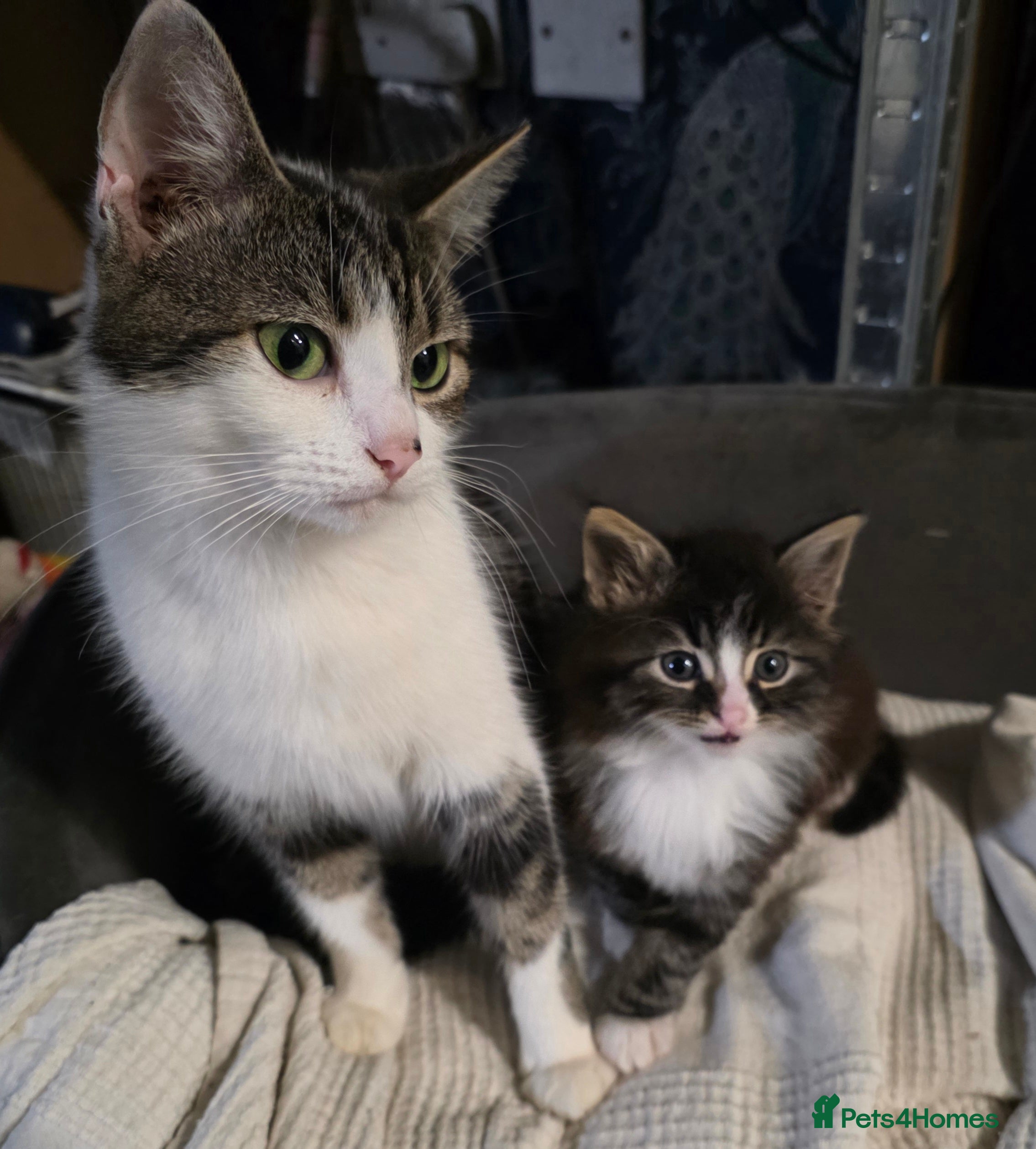 Mixed Breed cats Twins  - Advert 1