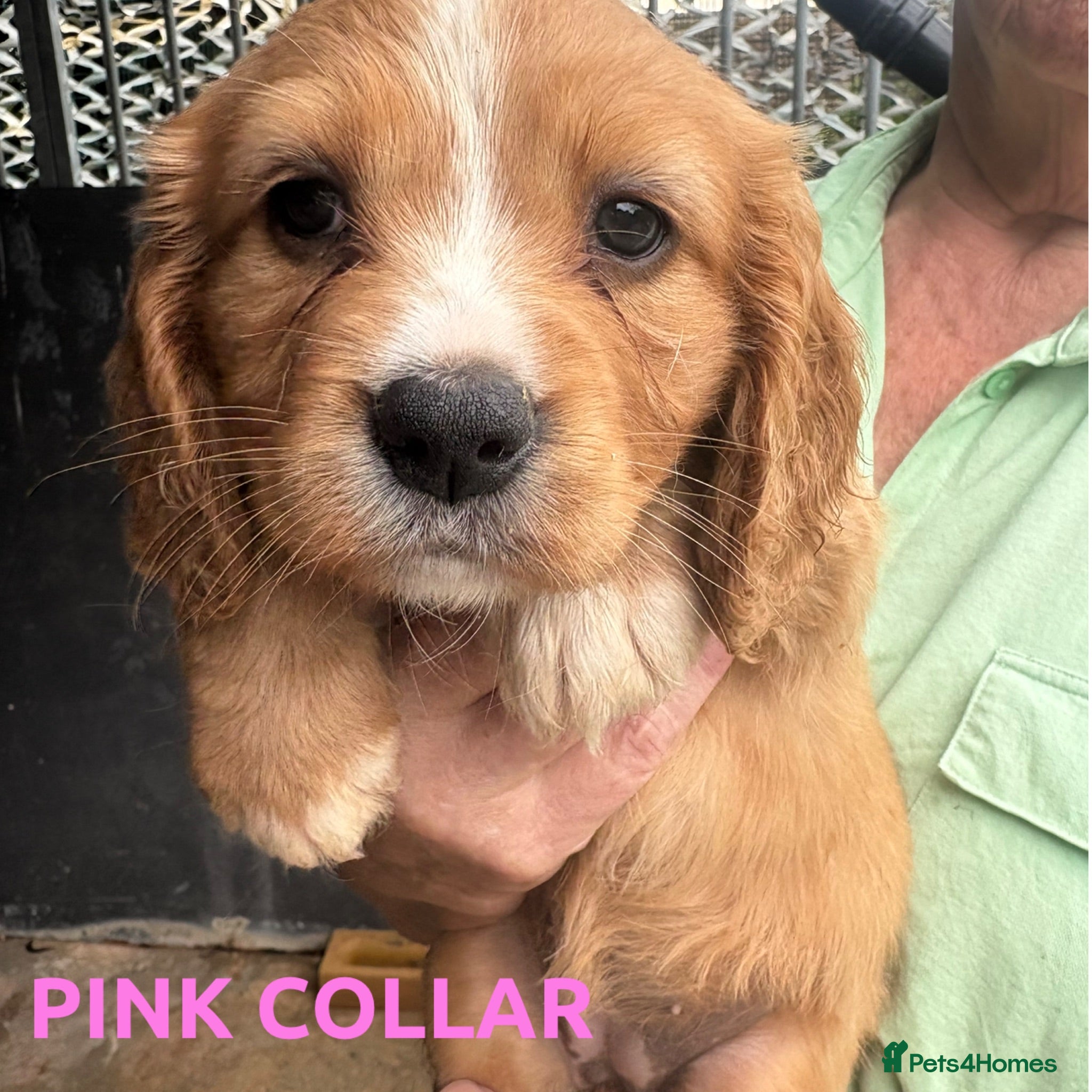 Cockalier dogs 7 beautiful red cockerlier females - Advert 1