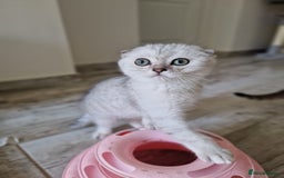 Scottish Fold cats for sale: Ready To Go Now🐈Scottish straight and fold 💕  - Image 15