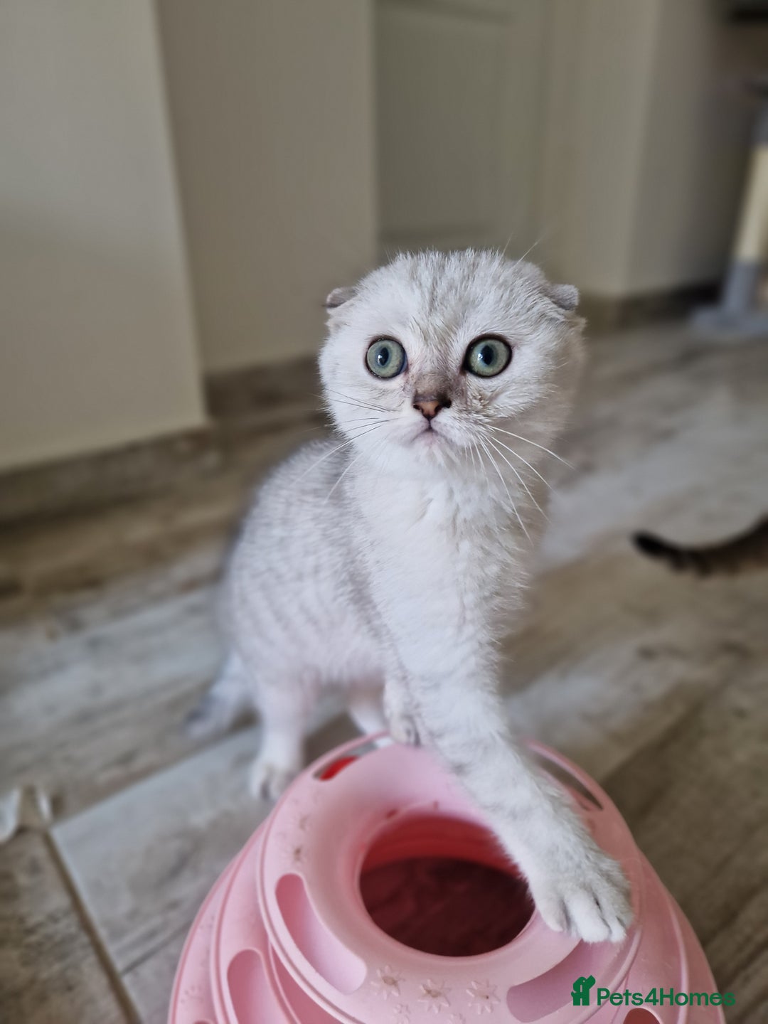 Scottish Fold cats for sale: Ready To Go Now🐈Scottish straight and fold 💕  - Image 15