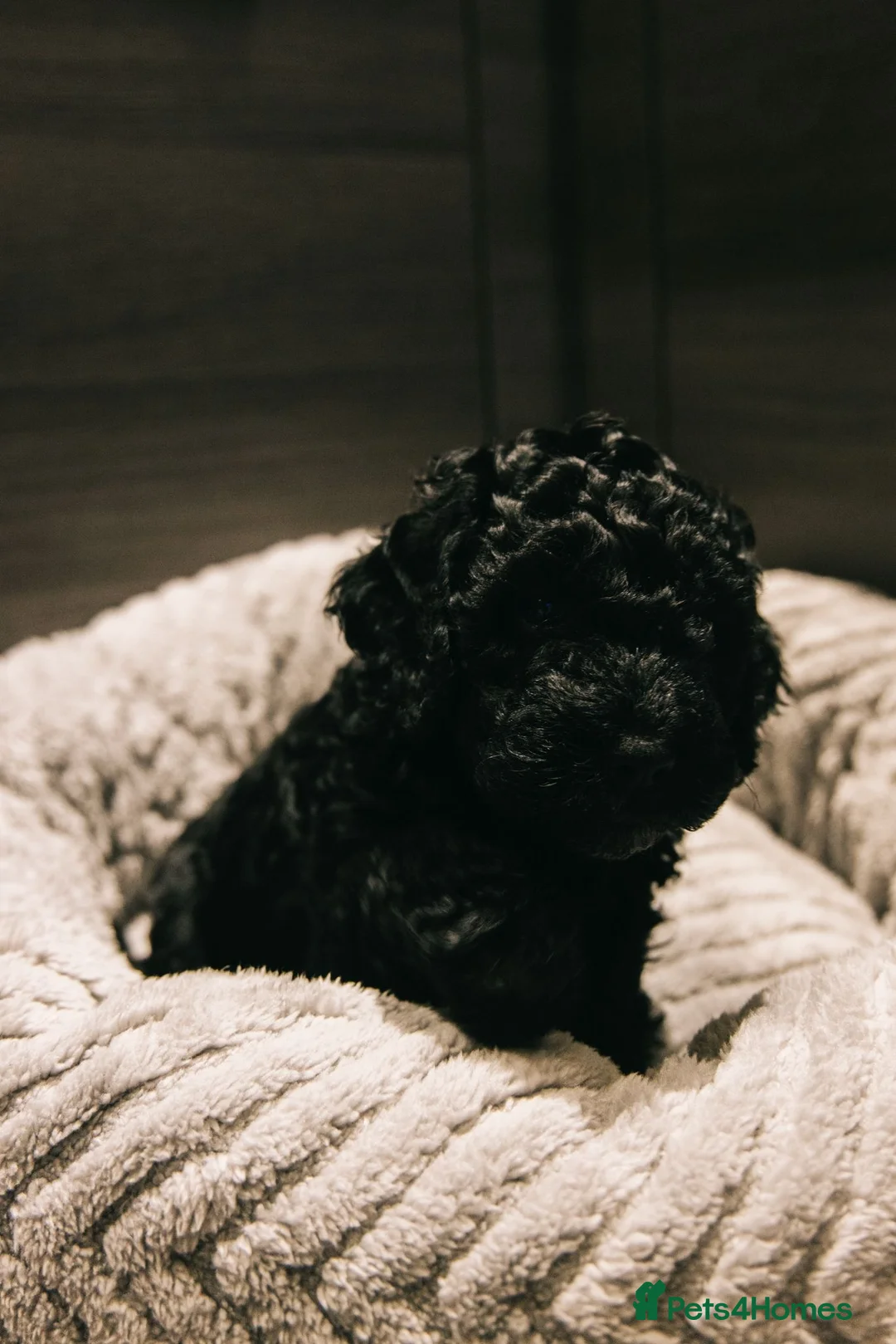 Cockapoo dogs for sale: Black Cockapoo boy - Advert 2
