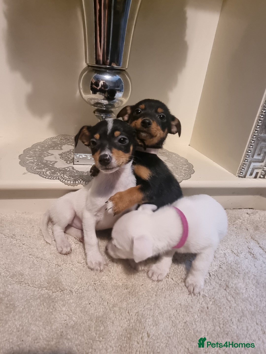 Jack Russell dogs for sale: Jack russell  - Advert 1