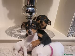 Jack Russell dogs Jack russell - Advert 7