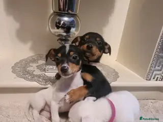 Jack Russell dogs Jack russell - Advert 8