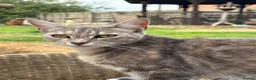 Mixed Breed cats for sale: Two beautiful and playful tabby kittens for sale! in Wisbech - Advert 15