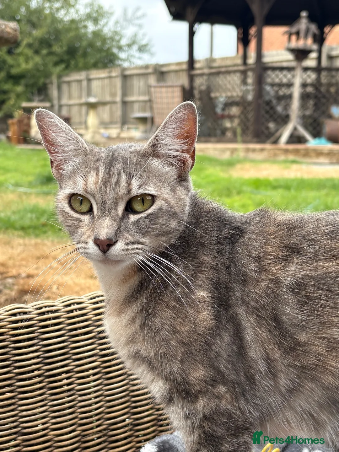 Mixed Breed cats for sale: Two beautiful and playful tabby kittens for sale! in Wisbech - Advert 15