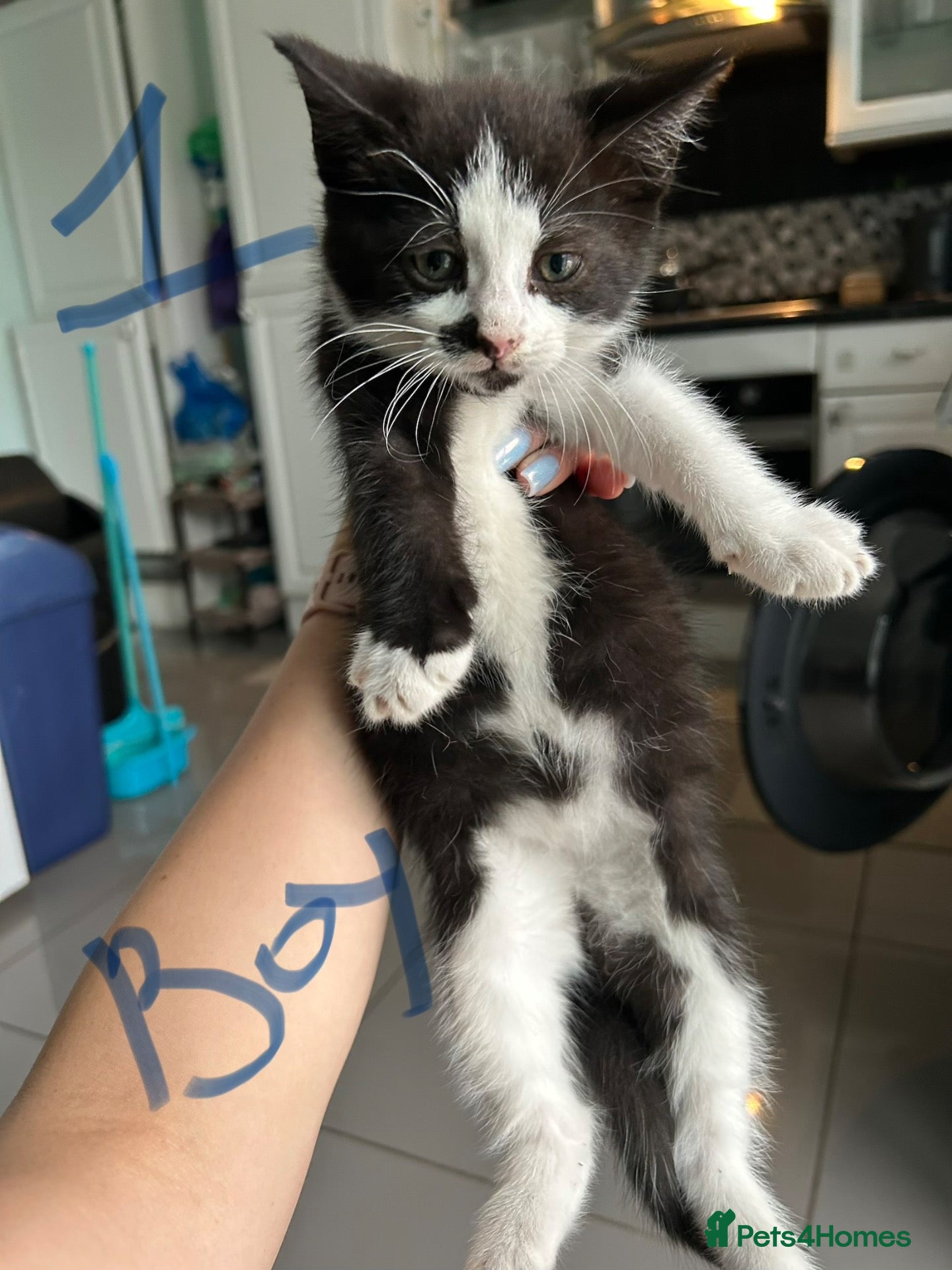 Mixed Breed cats Beautiful Playful Kittens - Advert 12