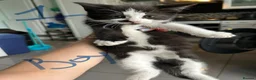 Mixed Breed cats for sale: Beautiful Playful Kittens - Advert 1