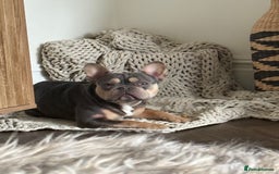 French Bulldog dogs for sale: French Bulldog for sale to a loving home  - Image 1