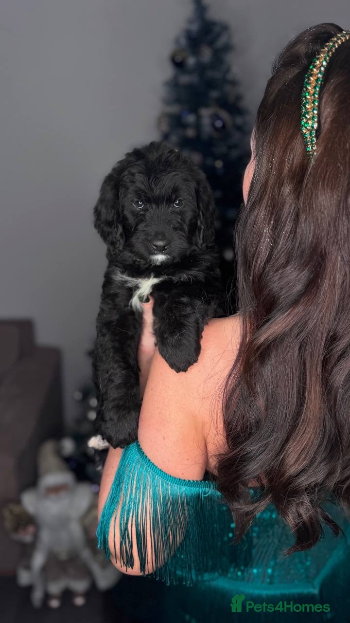 Goldendoodle dogs F1 Goldendoodle black Puppies - Advert 12
