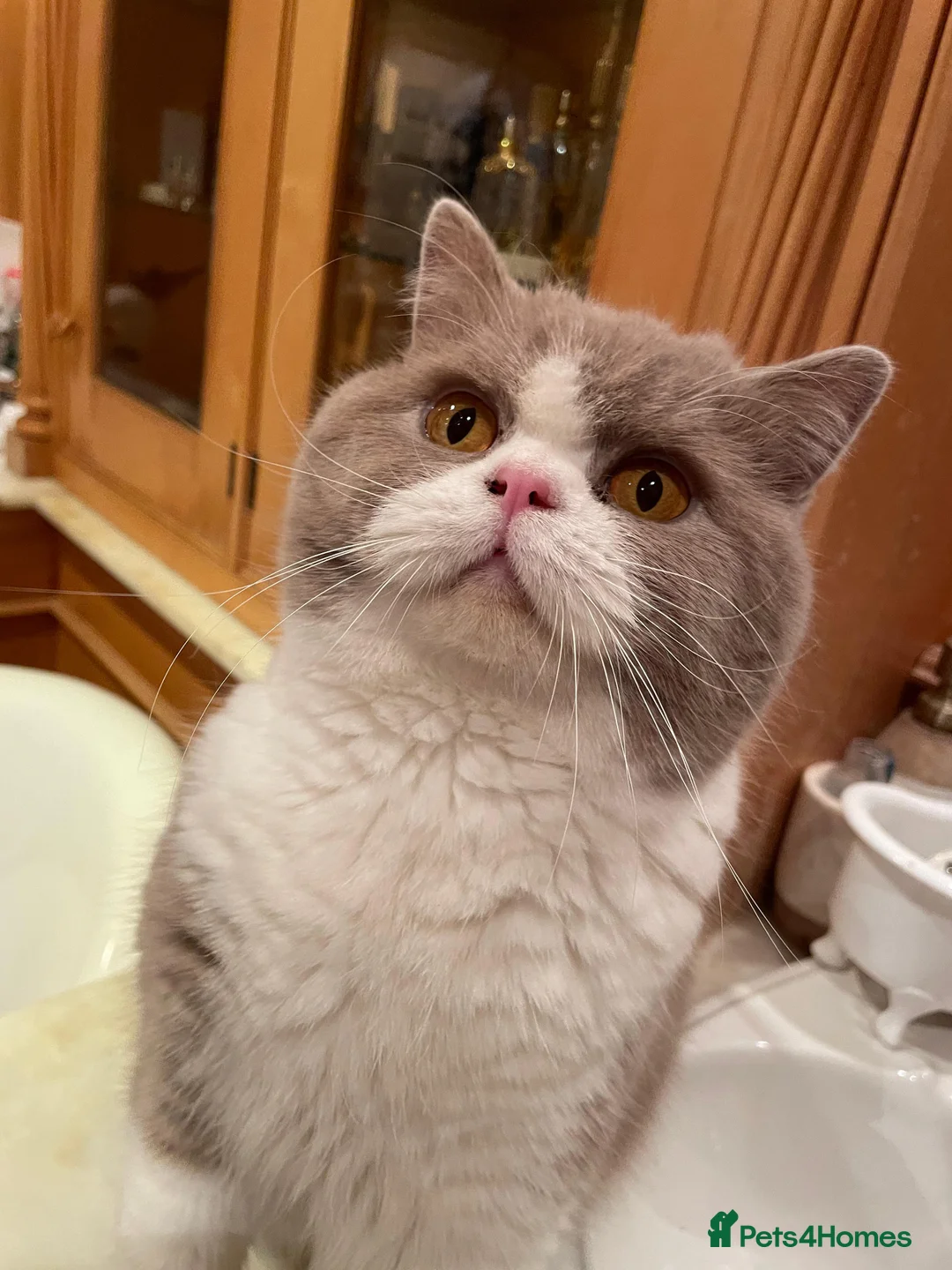 British Shorthair cats for sale: Retired breeding cats for rehoming all neutered - Advert 8