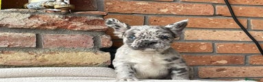 French Bulldog Puppy 2