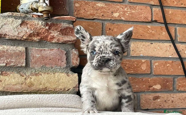 French Bulldog dogs - Advert 1