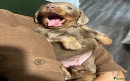 Miniature Dachshund dogs for sale: Long haired Isabella and tan miniature dachshund  - Image 2