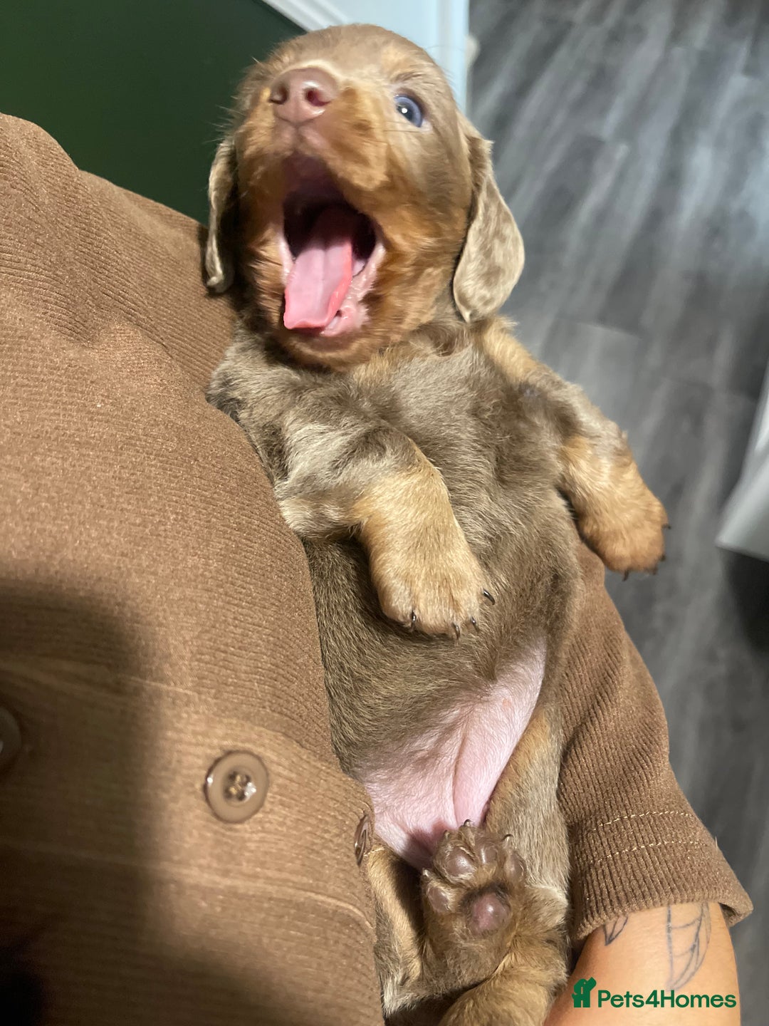 Miniature Dachshund dogs for sale: Long haired Isabella and tan miniature dachshund  - Image 2
