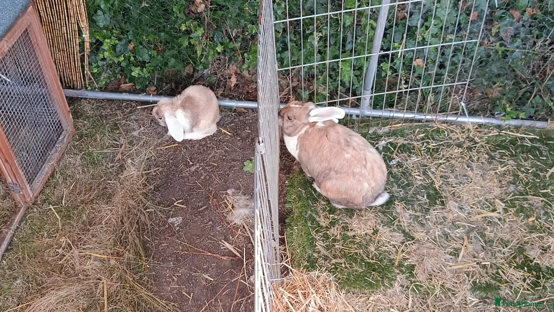 Mixed Breed rabbits for sale: Bonded rabbits - Advert 1