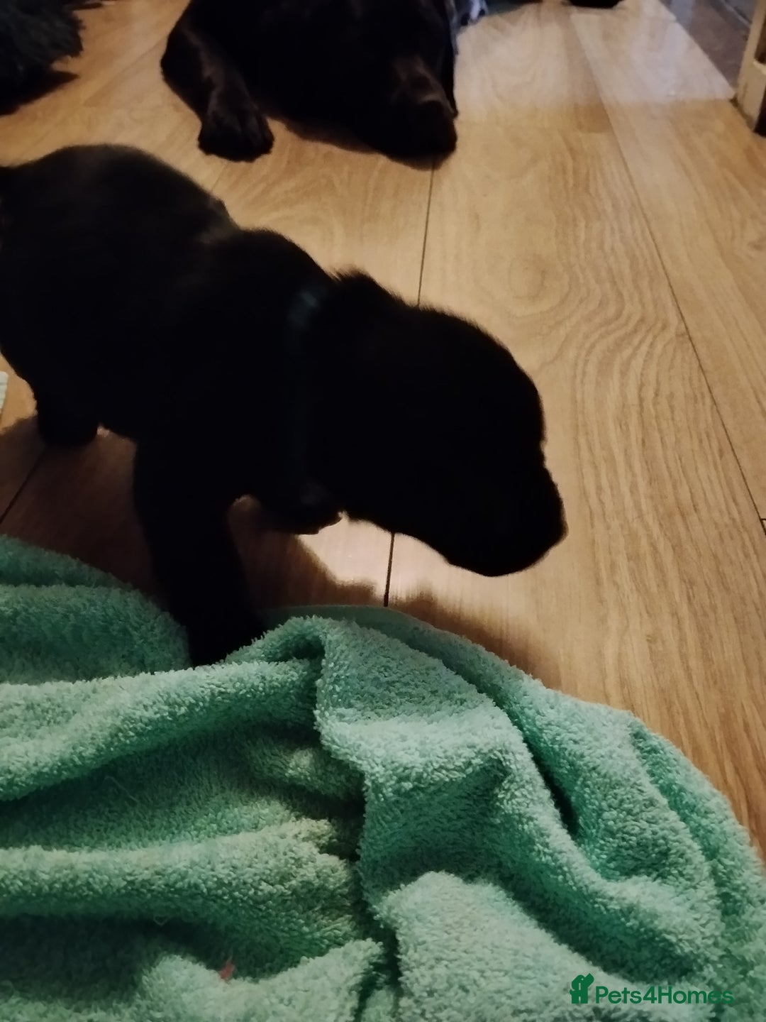 Labrador Retriever dogs for sale: Beautiful Golden and Black Labs - Advert 17