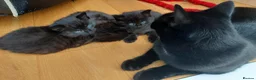 Mixed Breed cats for sale: 3 Adorable Black Kittens looking for Home - Advert 2