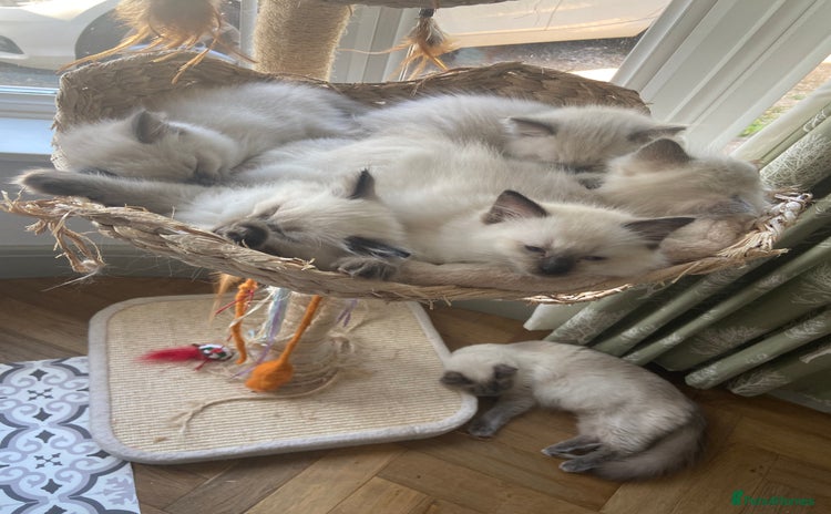 Ragdoll cats - Advert 14