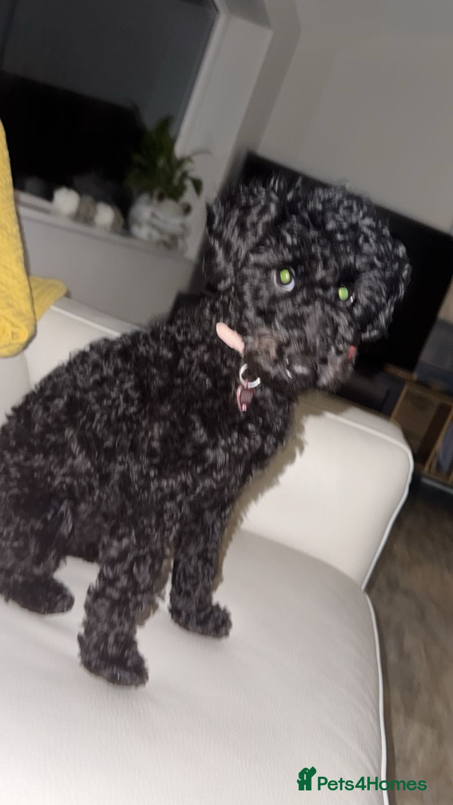 Miniature Poodle dogs Black Miniature Poodle  6 Months Old poppy in Idle in Bradford - Advert 1