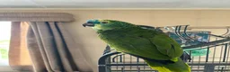 Parrots birds for sale: Blue fronted Amazon parrot in Hinckley - Advert 2