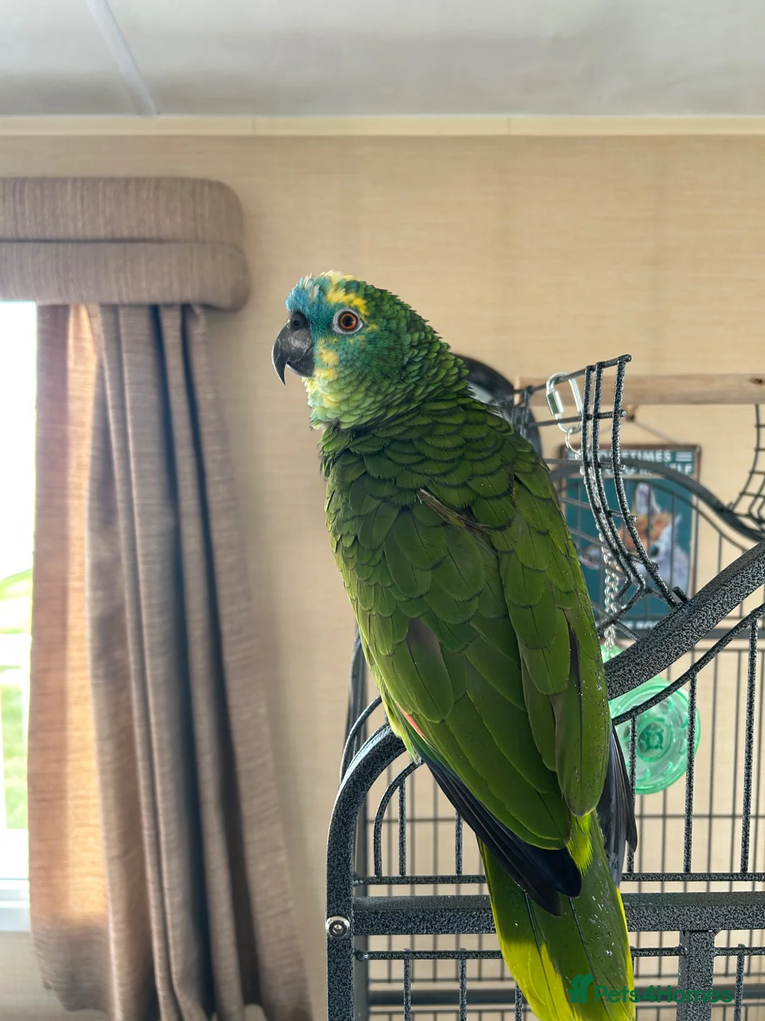 Parrots birds for sale: Blue fronted Amazon parrot in Hinckley - Advert 2