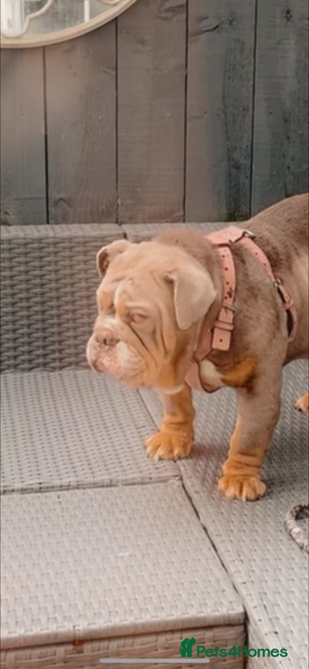 English Bulldog dogs for sale: English bulldog lilac and tan female adult  - Image 2