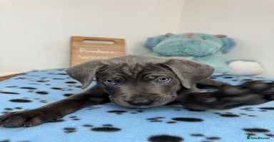 Cane Corso dogs - Advert 5