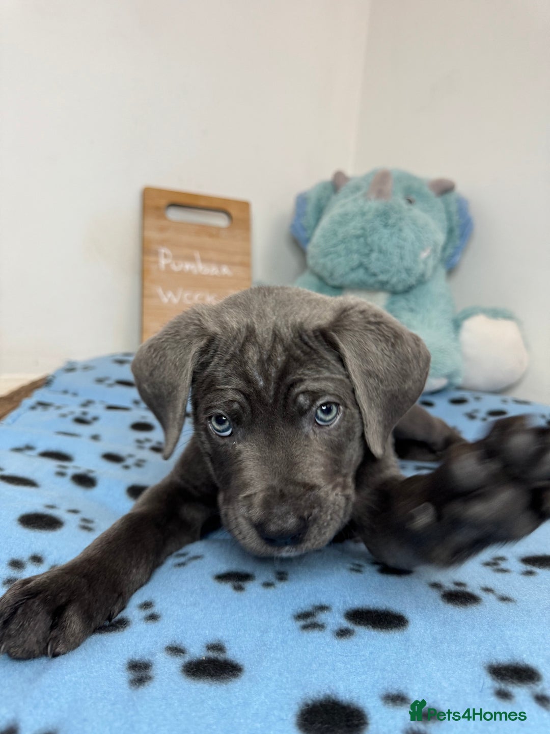 Cane Corso dogs for sale: Cane corso puppies for sale  - Image 4