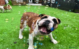 English Bulldog dogs for sale: Show quality English bulldog girl 2 years for sale - Image 10
