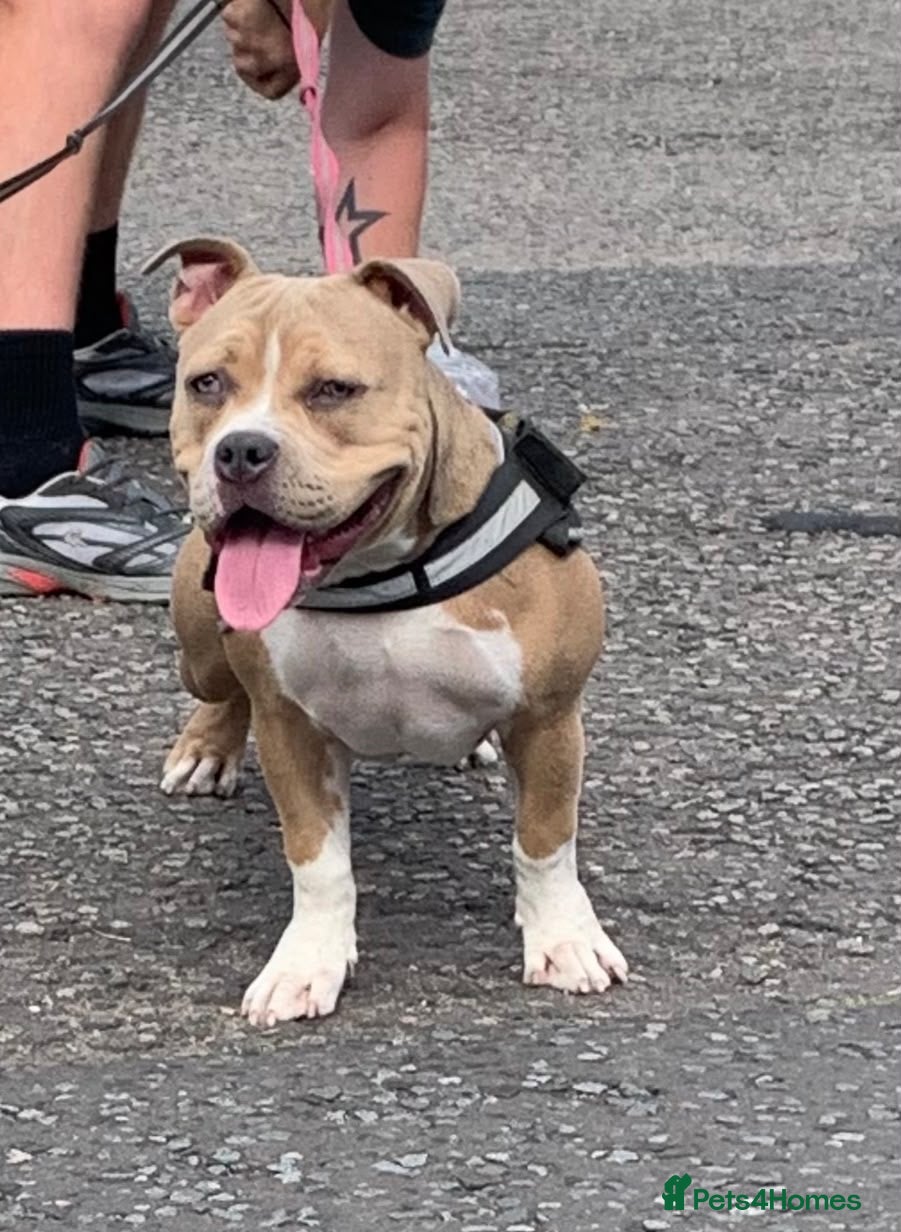 American Bully dogs Pocket bullys - Advert 2