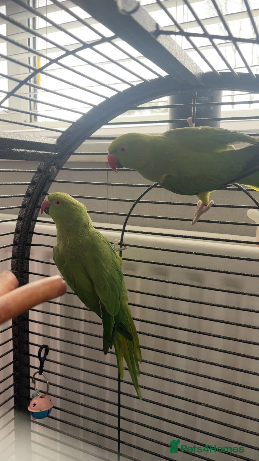 Ringnecks birds for sale: Male and female ringnecks  - Advert 1