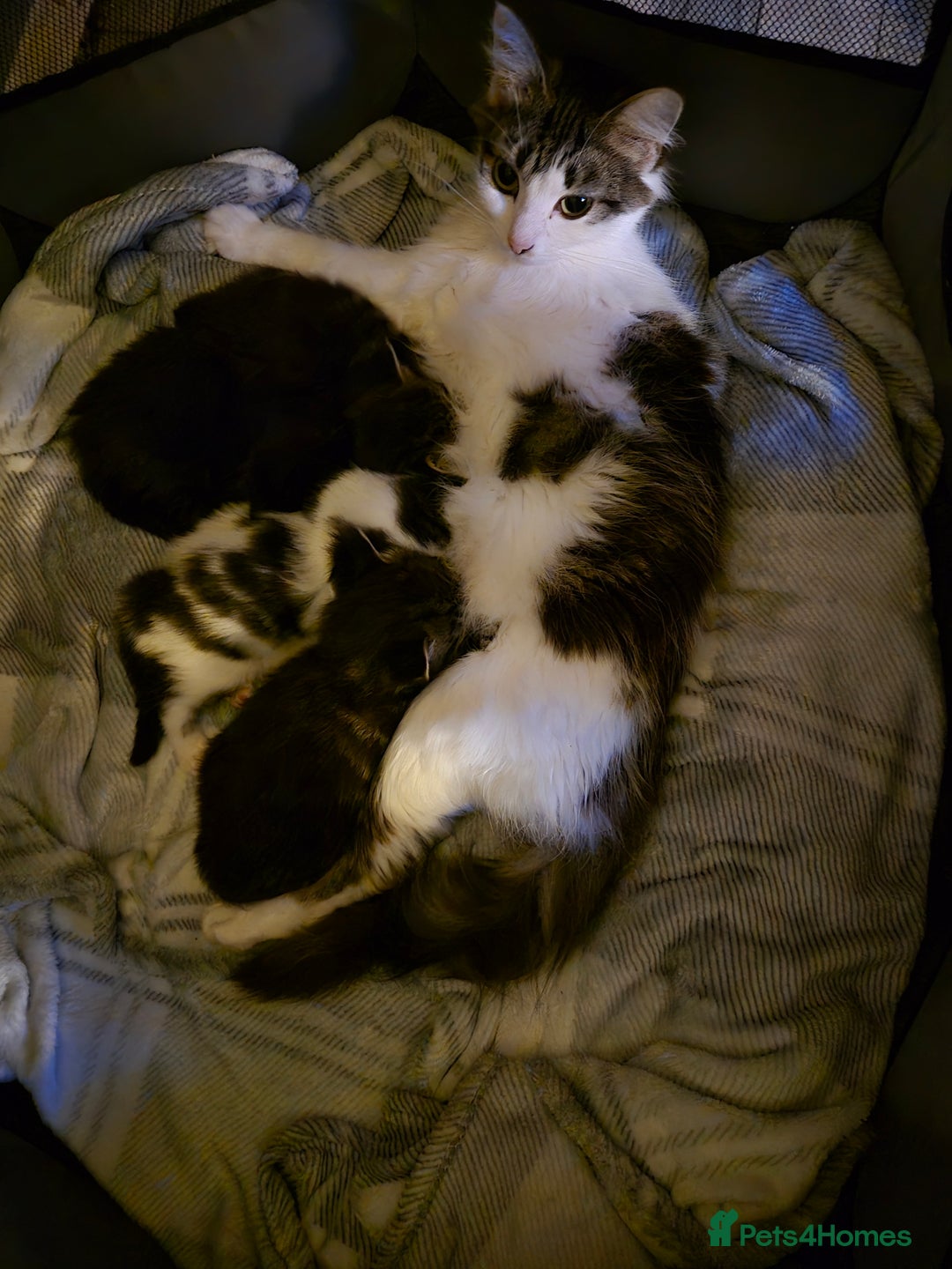 Maine Coon cats for sale: Maine coon kittens  - Advert 2