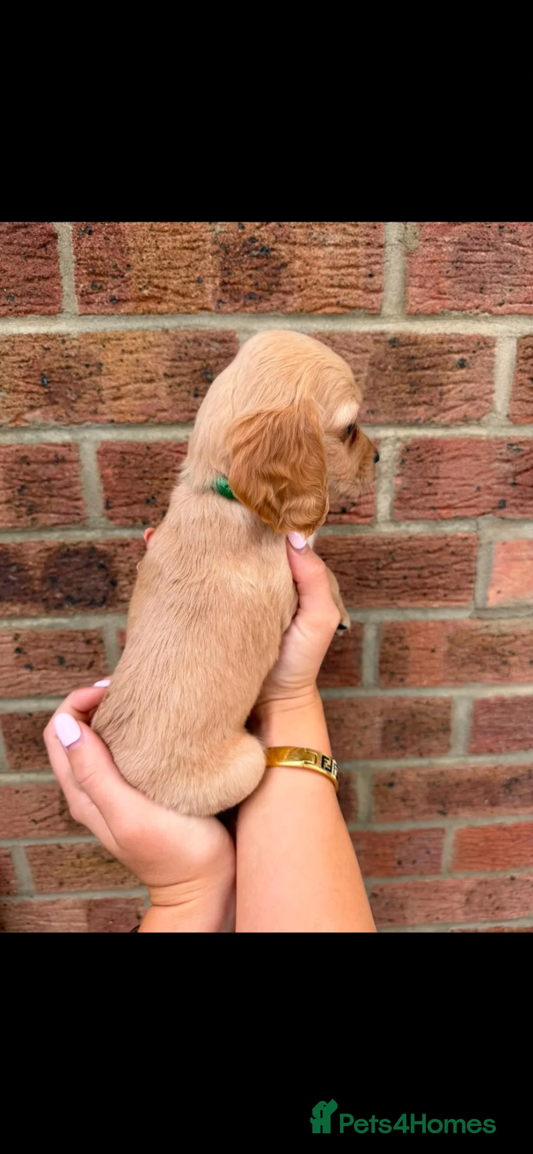 Cocker Spaniel dogs for sale: Our last boy  - Advert 6