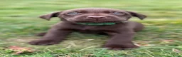 Labrador Retriever dogs for sale: New Arrivals at Westfena 🐾 Labradors  - Advert 8