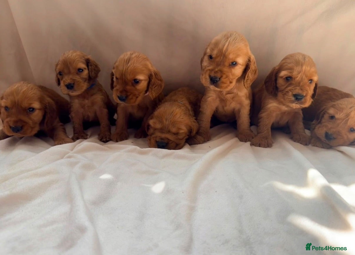 Cocker Spaniel dogs Fully heath tested Kc registered cocker spaniels - Advert 1