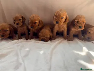 Cocker Spaniel dogs Fully heath tested Kc registered cocker spaniels - Advert 1