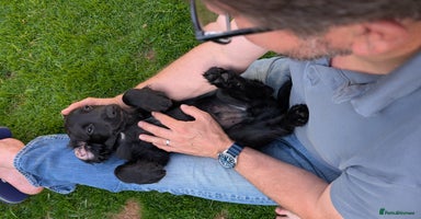 Sprocker dogs - Advert 4
