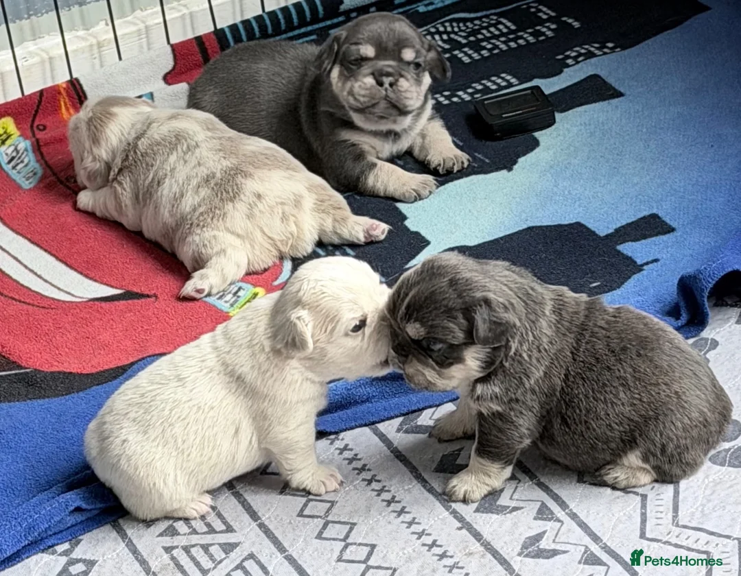 French Bulldog dogs for sale: Amazing quality French bulldog puppies  - Advert 2
