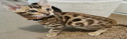 Bengal cats for sale: Stunning TICA Registered Bengal Kittens - Advert 3