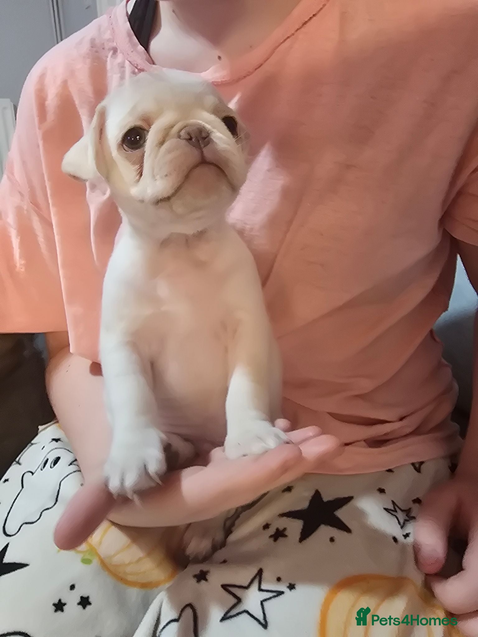 Pug dogs Kc registered Pug puppies  - Advert 3