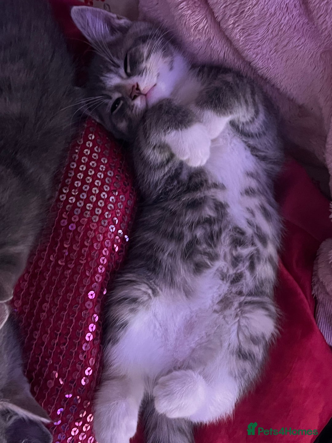 Mixed Breed cats for sale: Kittens - Advert 4